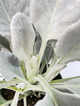 Load image into Gallery viewer, Bumble Plants Senecio White Fairy Dust Angel Wing Candicans