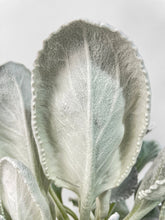 Load image into Gallery viewer, Bumble Plants Senecio White Fairy Dust Angel Wing Candicans