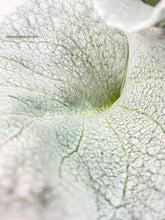 Load image into Gallery viewer, Bumble Plants Senecio White Fairy Dust Angel Wing Candicans