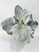 Load image into Gallery viewer, Bumble Plants Senecio White Fairy Dust Angel Wing Candicans