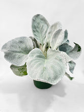 Load image into Gallery viewer, Bumble Plants Senecio White Fairy Dust Angel Wing Candicans
