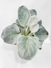 Load image into Gallery viewer, Bumble Plants Senecio White Fairy Dust Angel Wing Candicans