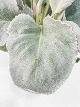 Load image into Gallery viewer, Bumble Plants Senecio White Fairy Dust Angel Wing Candicans