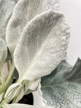 Load image into Gallery viewer, Bumble Plants Senecio White Fairy Dust Angel Wing Candicans