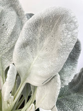 Load image into Gallery viewer, Bumble Plants Senecio White Fairy Dust Angel Wing Candicans