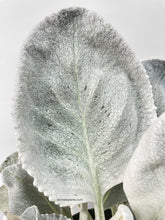 Load image into Gallery viewer, Bumble Plants Senecio White Fairy Dust Angel Wing Candicans
