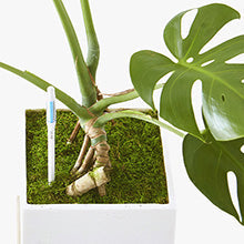 Load image into Gallery viewer, Bumble Plants Sustee Aquameter Plant Moisture Sensor
