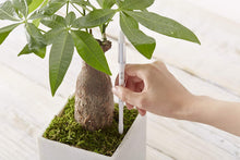 Load image into Gallery viewer, Bumble Plants Sustee Aquameter Plant Moisture Sensor