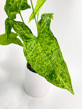 Load image into Gallery viewer, Bumble Plants Syngonium Podophyllum 'Mojito' Hybrid