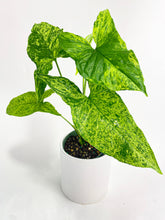 Load image into Gallery viewer, Bumble Plants Syngonium Podophyllum 'Mojito' Hybrid