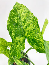 Load image into Gallery viewer, Bumble Plants Syngonium Podophyllum 'Mojito' Hybrid