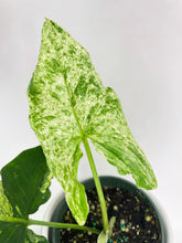 Load image into Gallery viewer, Bumble Plants Syngonium Podophyllum 'Mojito' Hybrid