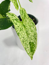 Load image into Gallery viewer, Bumble Plants Syngonium Podophyllum 'Mojito' Hybrid