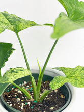 Load image into Gallery viewer, Bumble Plants Syngonium Podophyllum 'Mojito' Hybrid