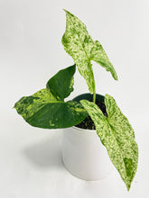 Load image into Gallery viewer, Bumble Plants Syngonium Podophyllum 'Mojito' Hybrid