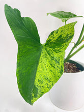 Load image into Gallery viewer, Bumble Plants Syngonium Podophyllum 'Mojito' Hybrid