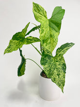 Load image into Gallery viewer, Bumble Plants Syngonium Podophyllum 'Mojito' Hybrid
