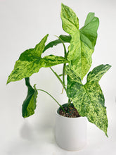 Load image into Gallery viewer, Bumble Plants Syngonium Podophyllum 'Mojito' Hybrid