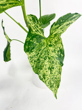 Load image into Gallery viewer, Bumble Plants Syngonium Podophyllum 'Mojito' Hybrid