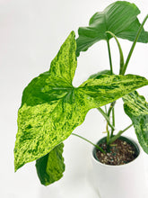 Load image into Gallery viewer, Bumble Plants Syngonium Podophyllum 'Mojito' Hybrid