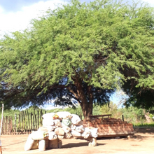 Load image into Gallery viewer, Wild Mesquite - Burlap & Barrel