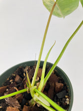 Load image into Gallery viewer, Bumble Plants Variegated Philodendron Burle Marx