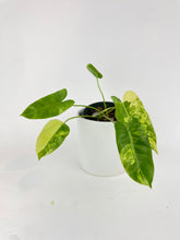 Load image into Gallery viewer, Bumble Plants Variegated Philodendron Burle Marx