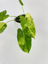 Load image into Gallery viewer, Bumble Plants Variegated Philodendron Burle Marx