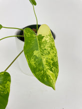 Load image into Gallery viewer, Bumble Plants Variegated Philodendron Burle Marx