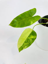 Load image into Gallery viewer, Bumble Plants Variegated Philodendron Burle Marx