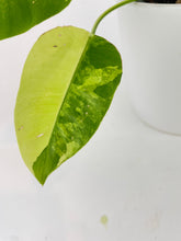 Load image into Gallery viewer, Bumble Plants Variegated Philodendron Burle Marx
