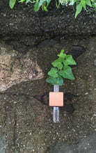 Load image into Gallery viewer, Bumble Plants VICE Single Magnetic Cube Propagation Vase