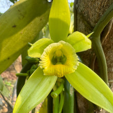 Load image into Gallery viewer, Burlap & Barrel Totonaca Vanilla Powder