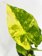 Load image into Gallery viewer, Bumble Plants Variegated Alocasia Gageana Aurea