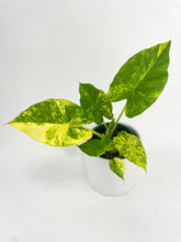 Load image into Gallery viewer, Bumble Plants Variegated Alocasia Gageana Aurea