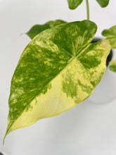 Load image into Gallery viewer, Bumble Plants Variegated Alocasia Gageana Aurea