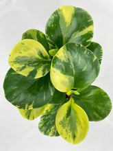 Load image into Gallery viewer, Bumble Plants Variegated Peperomia Obtusifolia
