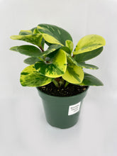 Load image into Gallery viewer, Bumble Plants Variegated Peperomia Obtusifolia