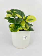 Load image into Gallery viewer, Bumble Plants Variegated Peperomia Obtusifolia