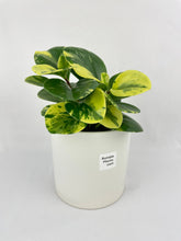 Load image into Gallery viewer, Bumble Plants Variegated Peperomia Obtusifolia