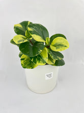 Load image into Gallery viewer, Bumble Plants Variegated Peperomia Obtusifolia