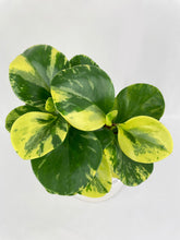 Load image into Gallery viewer, Bumble Plants Variegated Peperomia Obtusifolia