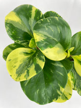 Load image into Gallery viewer, Bumble Plants Variegated Peperomia Obtusifolia