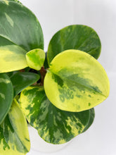 Load image into Gallery viewer, Bumble Plants Variegated Peperomia Obtusifolia