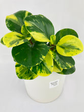 Load image into Gallery viewer, Bumble Plants Variegated Peperomia Obtusifolia