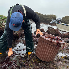 Load image into Gallery viewer, Colton harvesting dulse for Burlap & Barrel