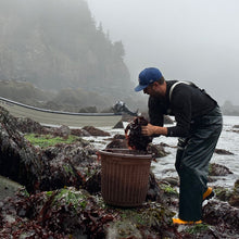 Load image into Gallery viewer, Colton harvesting dulse for Burlap & Barrel