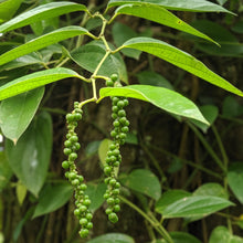 Load image into Gallery viewer, Burlap & Barrel Zanzibar Black Peppercorns