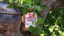 Load image into Gallery viewer, Flame Grilling Products Inc Bulk Maine Wild Apple Grilling Chunks