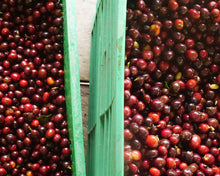 Load image into Gallery viewer, Bold Bean Coffee Roasters Colombia Yesid Florez